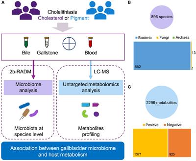 Gallbladder microbial species and host bile acids biosynthesis linked to cholesterol gallstone comparing to pigment individuals